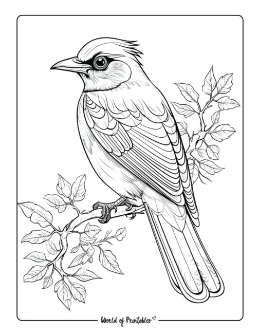 Bird Coloring Page 59