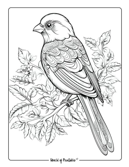 Bird Coloring Page 97
