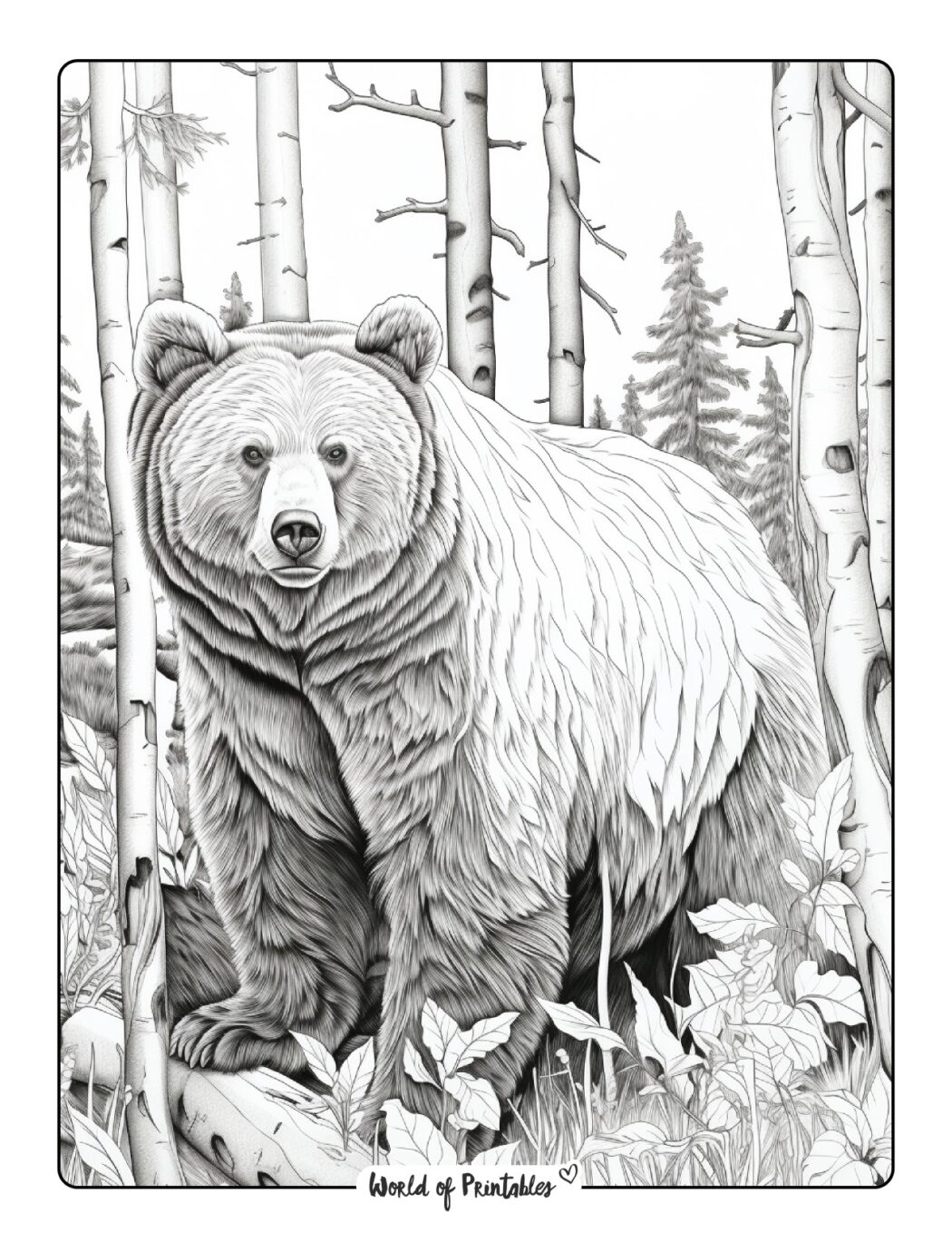 Bear Coloring Pages For Kids & Adults - World of Printables