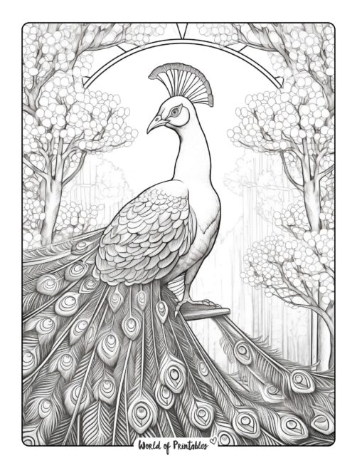 Detailed Peacock Picture to Color