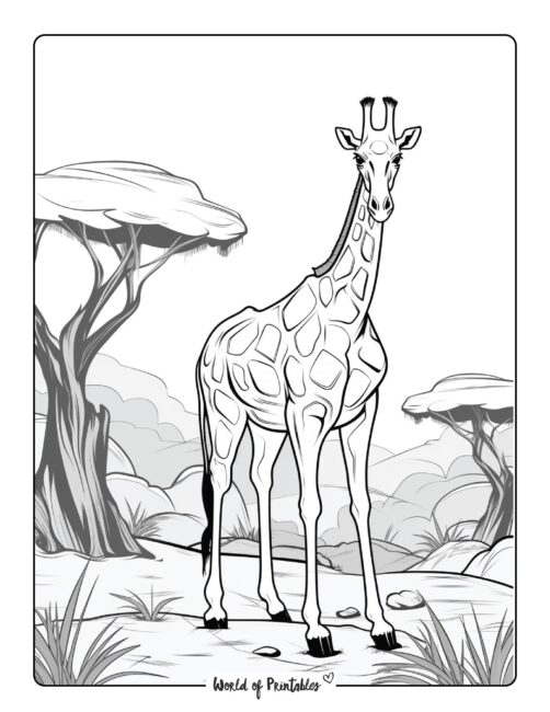 Giraffe Coloring Page 84