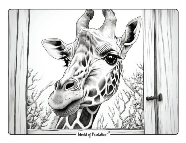 Giraffe Coloring Sheet 20