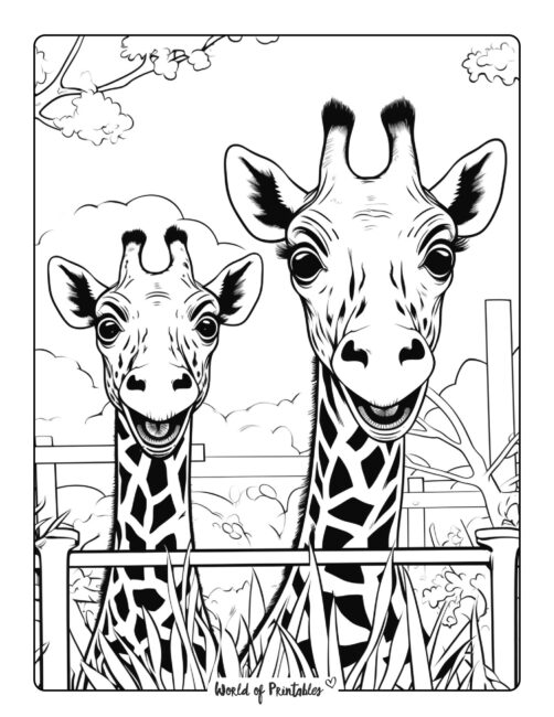 Giraffes in Safari Coloring Page