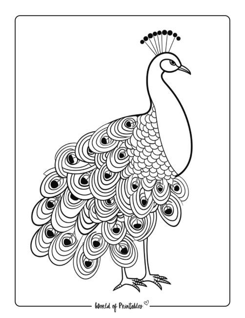 Happy Peacock to Color