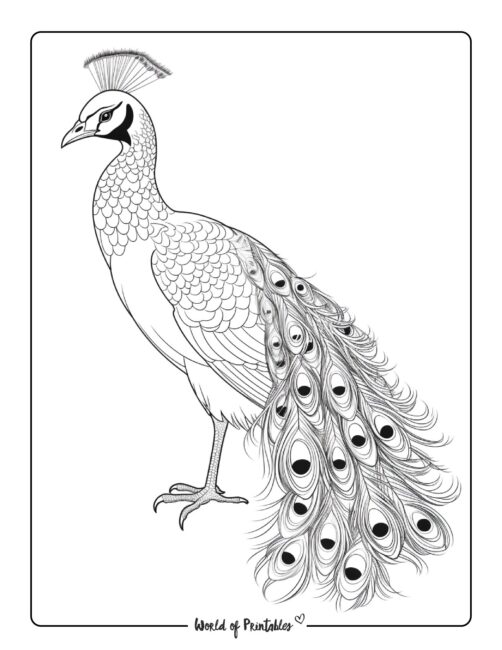 Peacock for Adults to Color