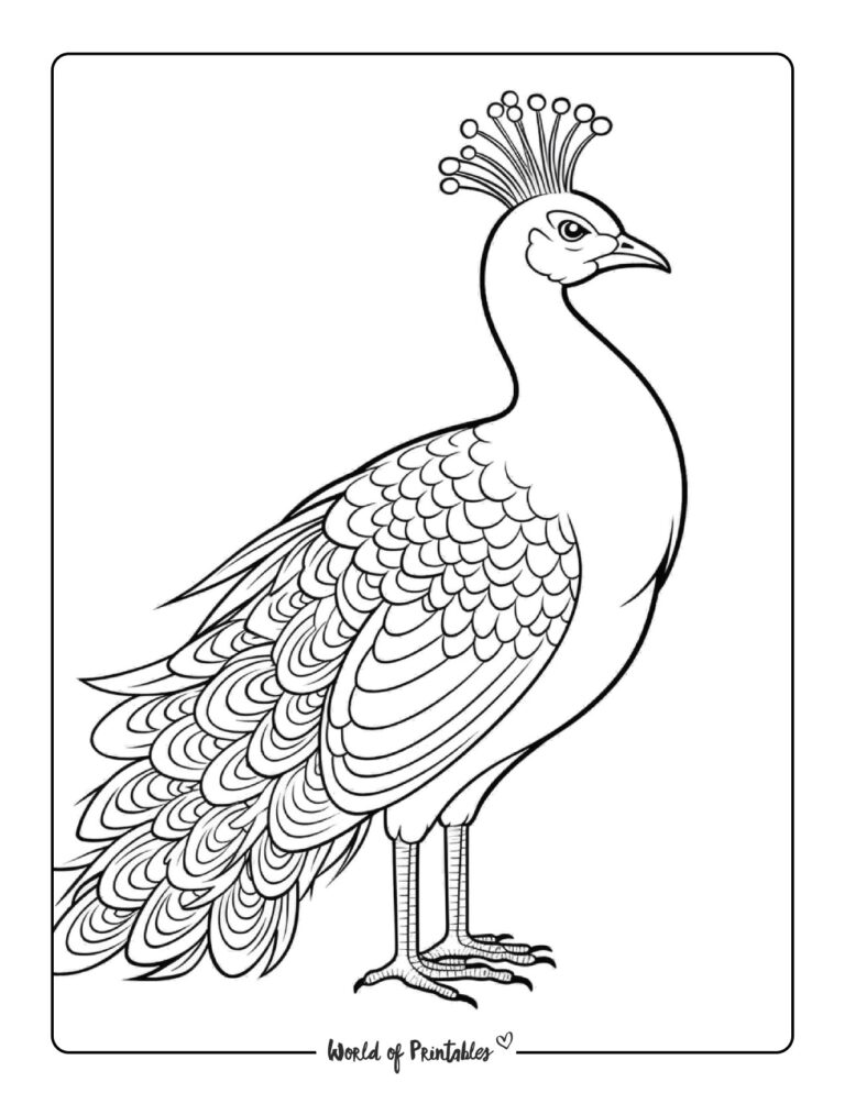 Peacock Coloring Pages - World of Printables