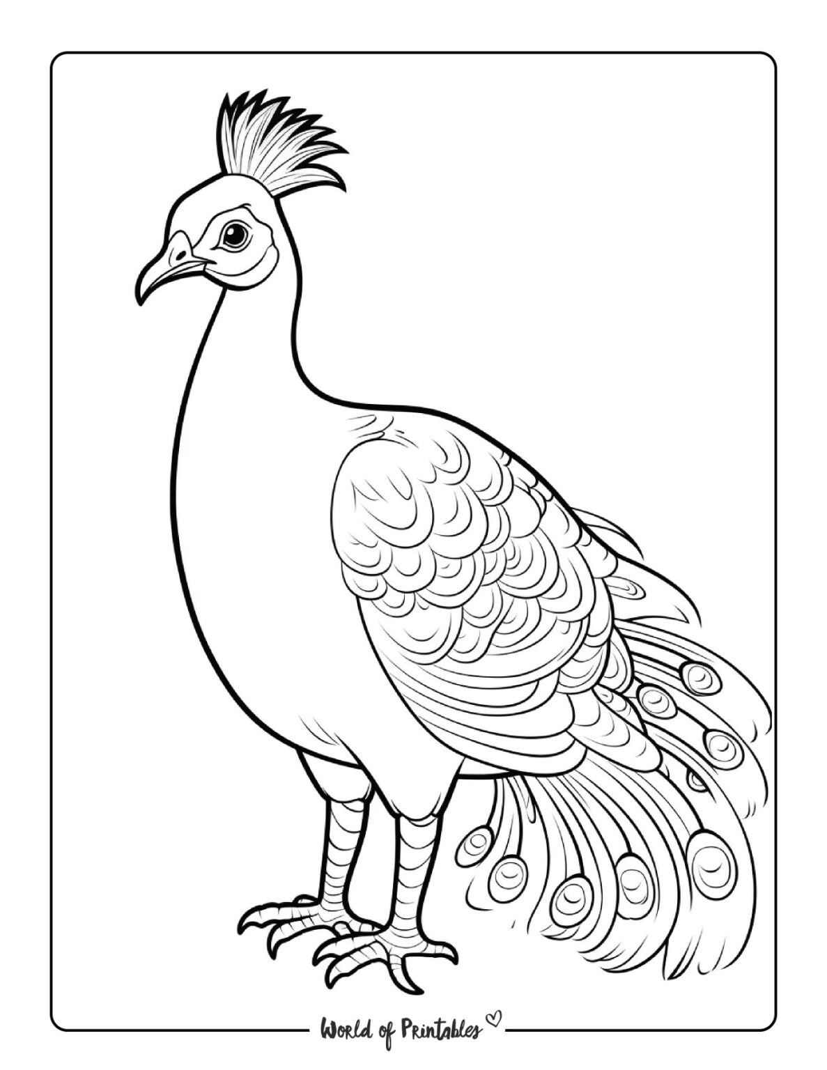 Peacock Coloring Pages - World of Printables