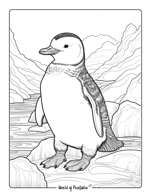 Penguin Coloring Page 58