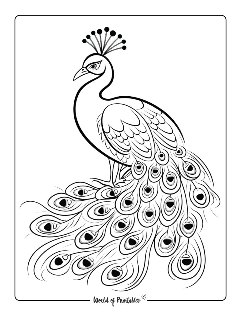 Peacock Coloring Pages - World of Printables