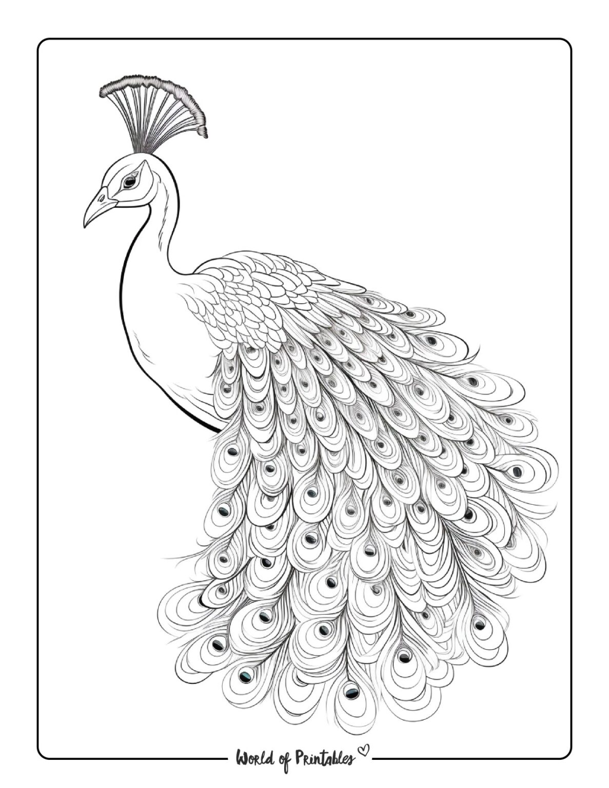 Peacock Coloring Pages - World of Printables