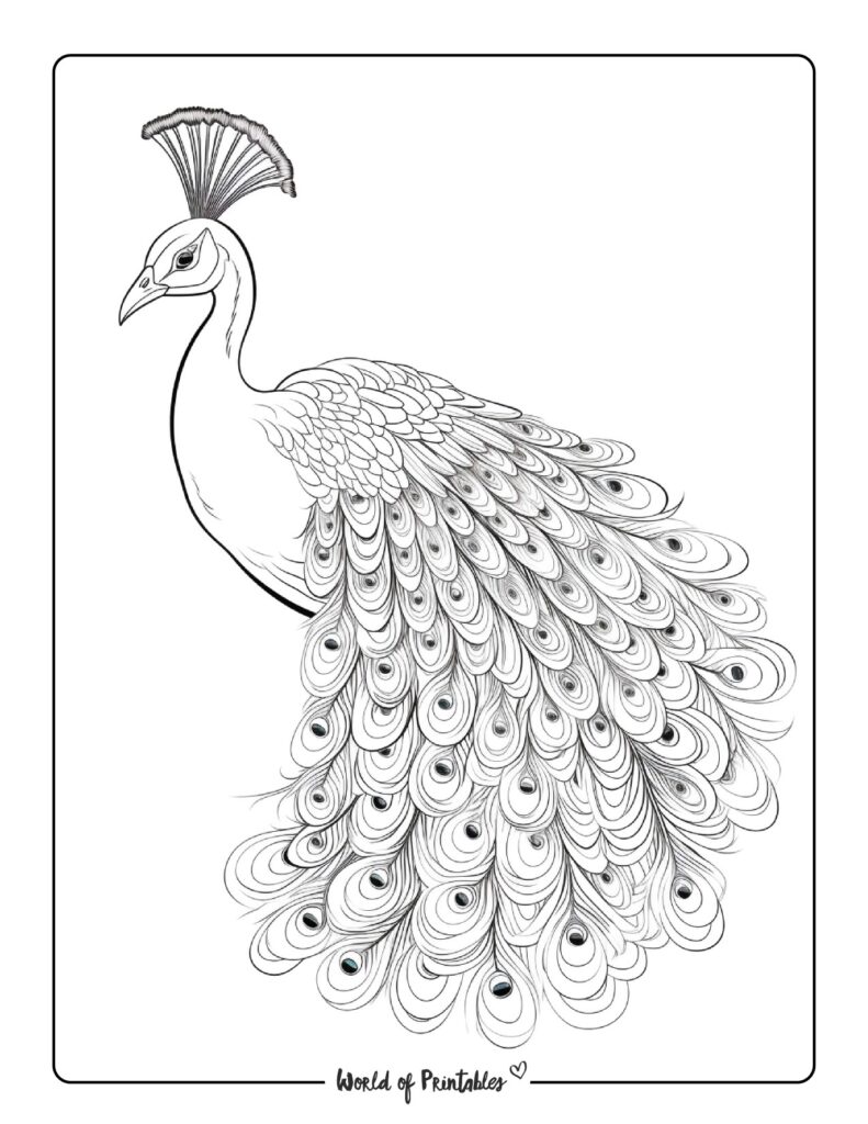 Peacock Coloring Pages - World of Printables
