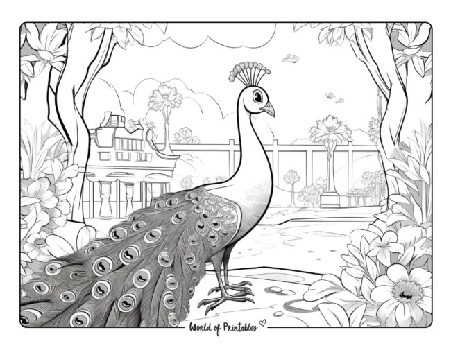 Realistic Peacock Coloring Page for Adults