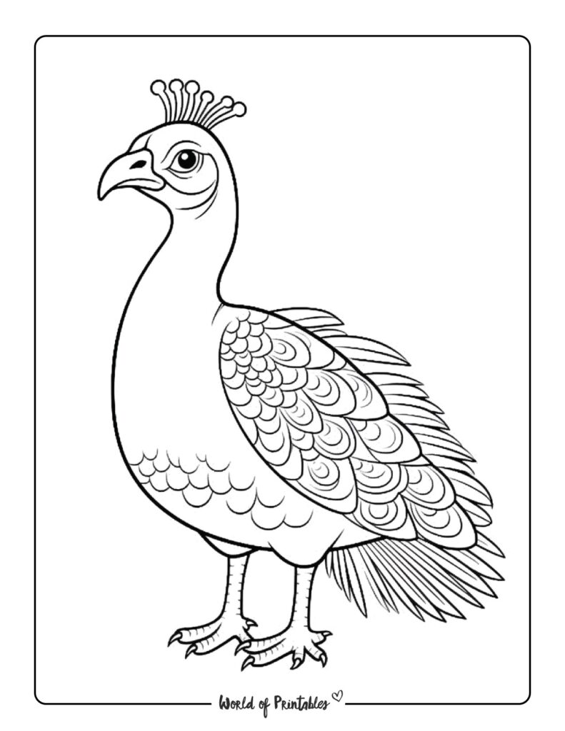 Peacock Coloring Pages - World of Printables