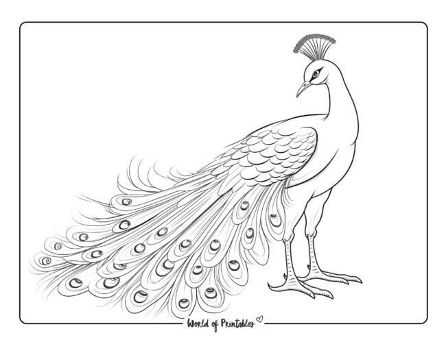 Striking Peacock Coloring Page