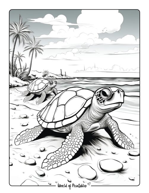 Turtle on the Sand Coloring Page