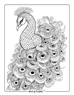 Peacock Coloring Pages - World of Printables