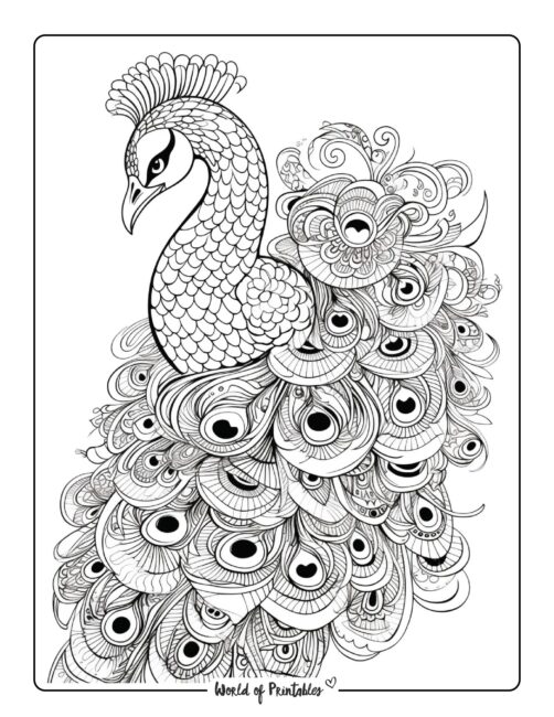 Zentangle Peacock Coloring Sheet