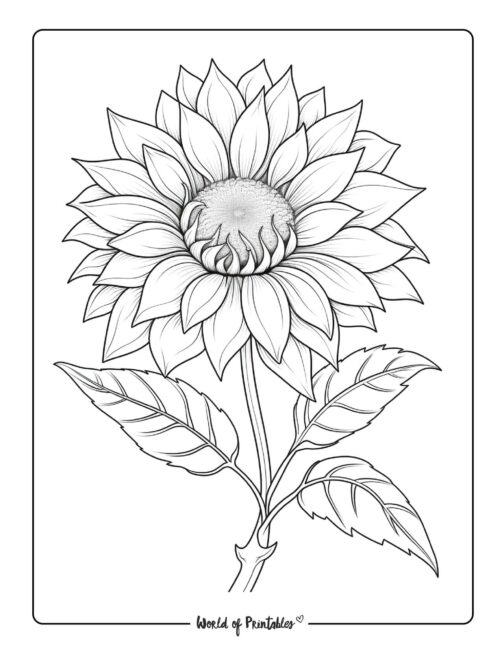 Adult Flower Coloring Page 102