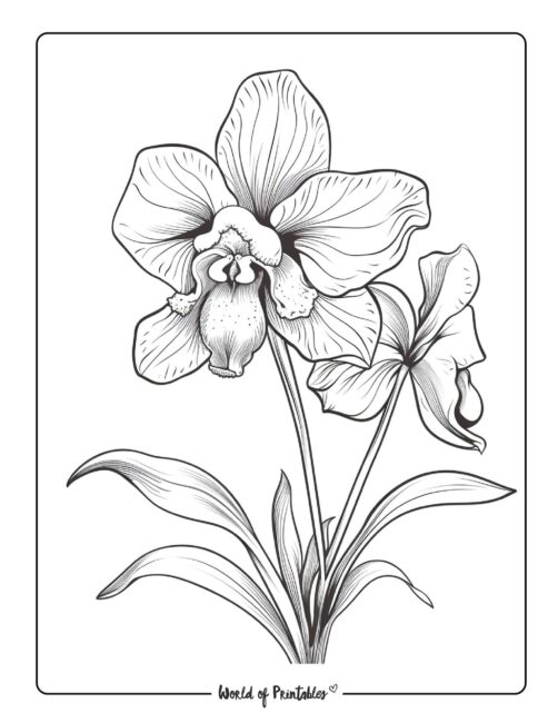 Adult Flower Coloring Page 83