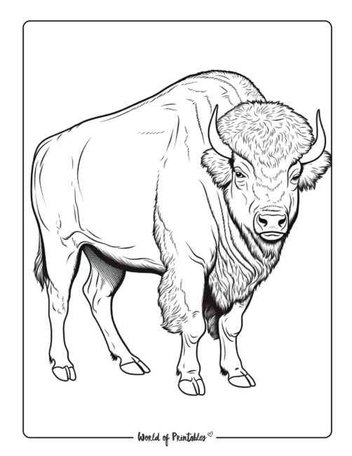 Bison Animal Coloring Page