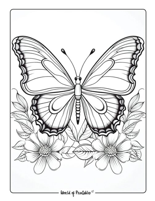 Butterfly Coloring Sheet 39