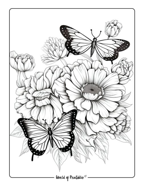 Butterfly Coloring Sheet 56