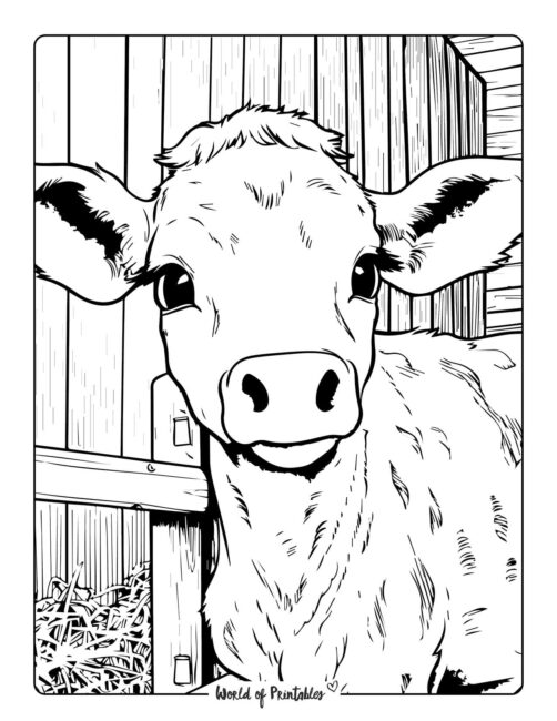 Cow Coloring Page 49