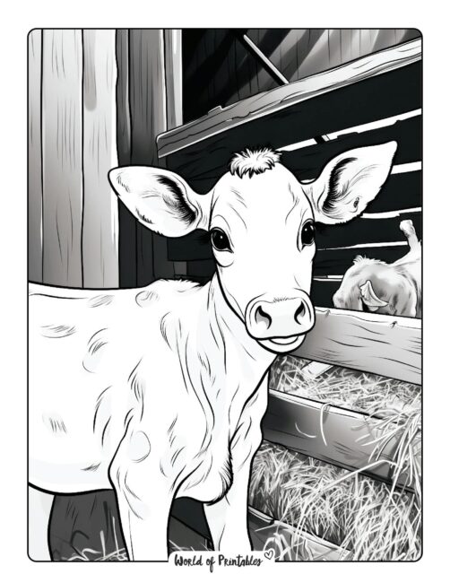 Cow Coloring Page 51