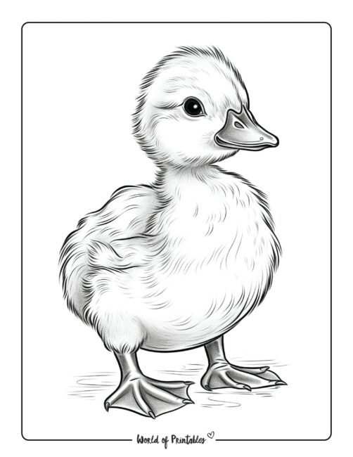 Cute Duck Animal Coloring Page 4
