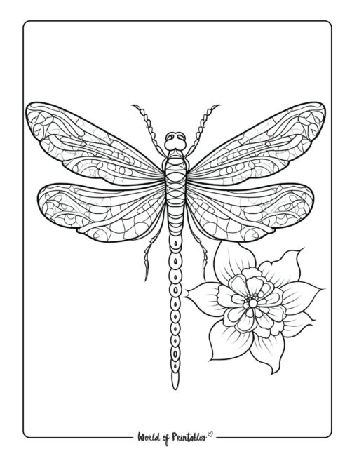 Dragon Fly Animal Coloring Page