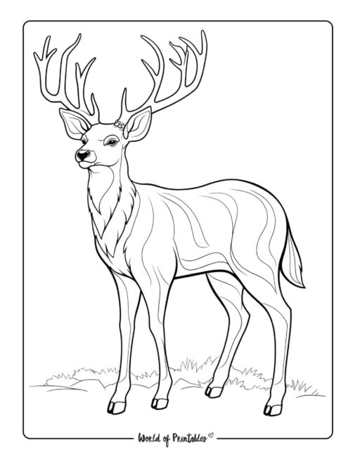 Stag Animal Coloring Page 3