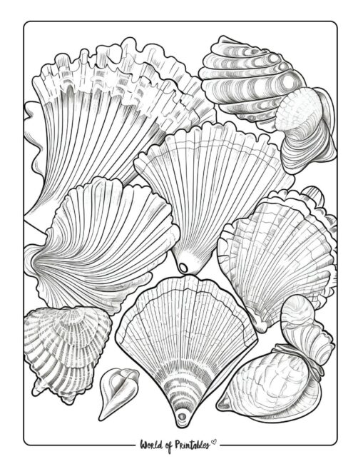 shells coloring sheet