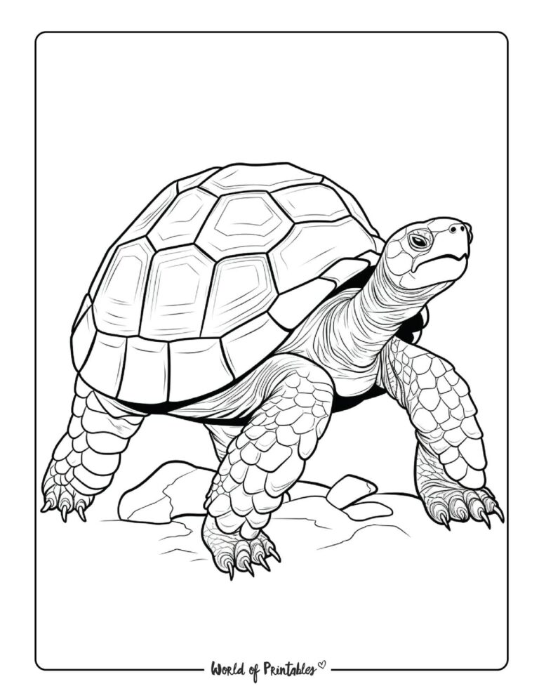 Animal Coloring Pages For Kids & Adults - World of Printables