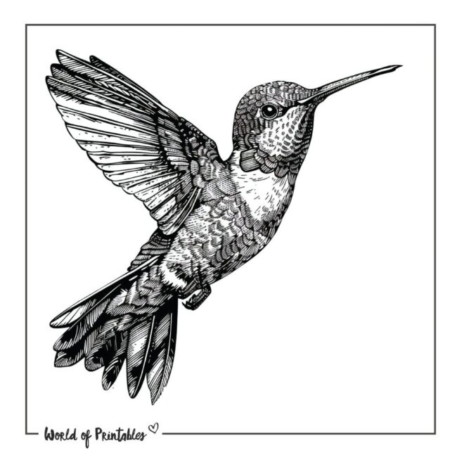 Beautiful Colibri Bird Tattoo Designs