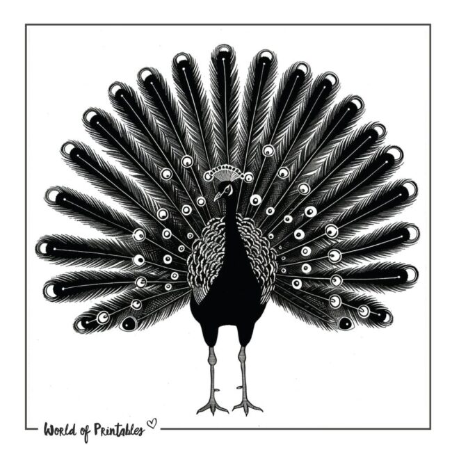 Black Peacock Tattoo Designs