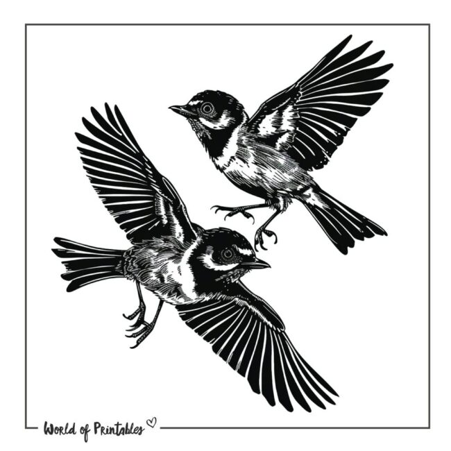 Black and White Robins Tattoo Designs
