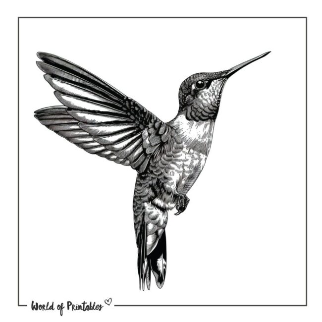 Colibri Bird Tattoo 7