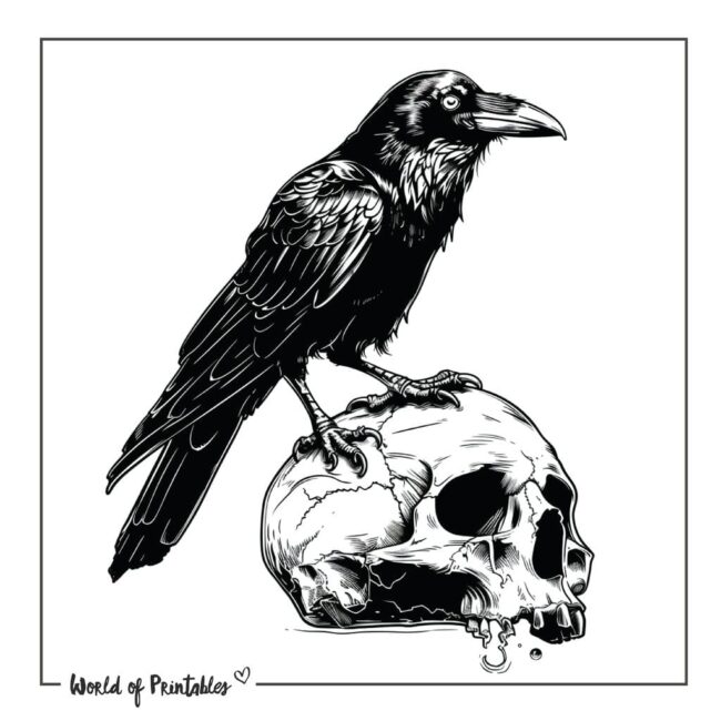 Crow Bird on Skull Tattoo Designs
