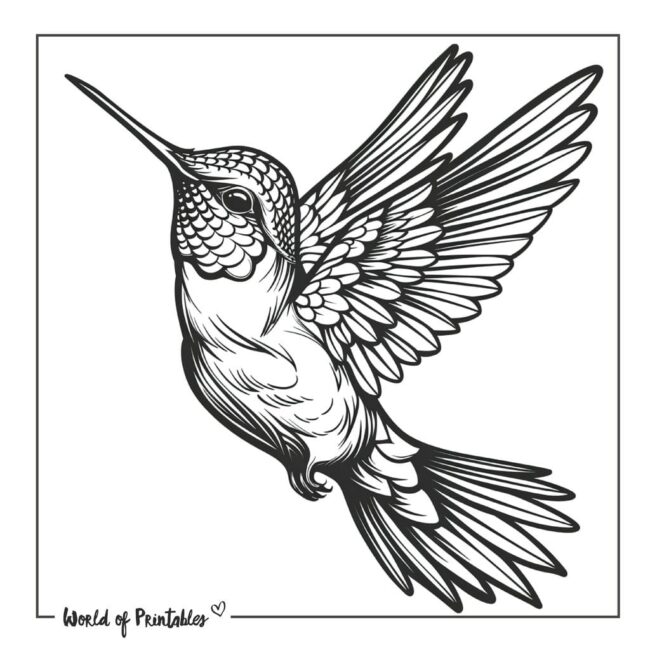 Detailed Colibri Bird Tattoo Designs