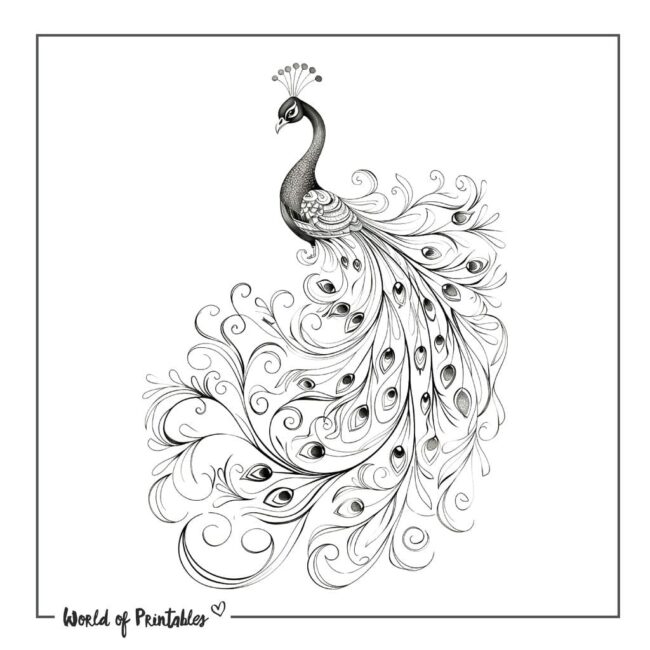 Elegant Peacock Tattoo Designs