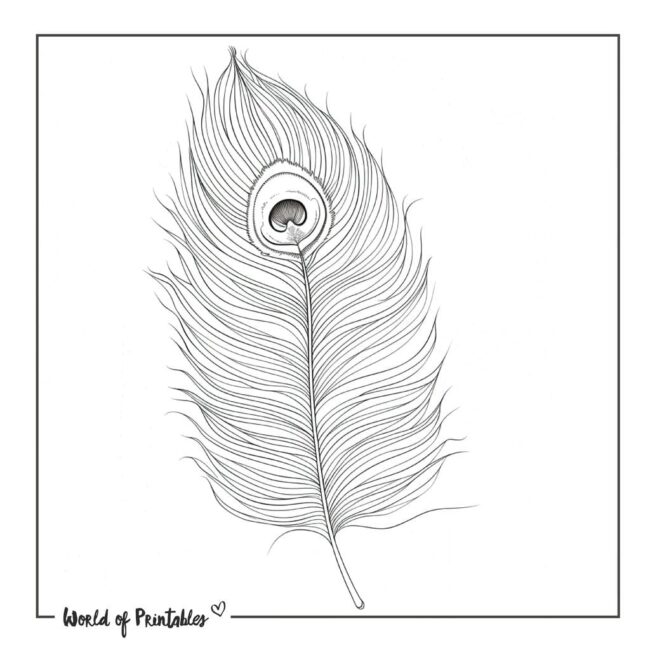 Feather Peacock Tattoo Designs