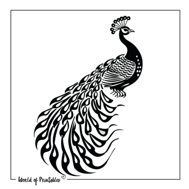 Peacock Tattoo 16
