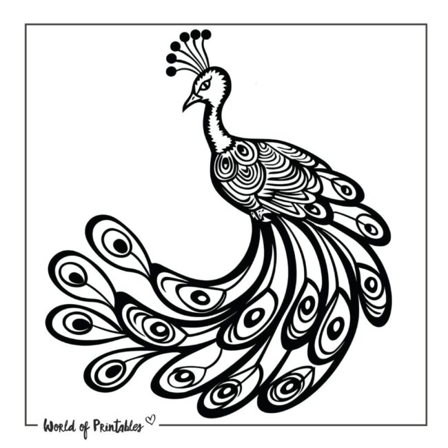 Peacock Tattoo 17