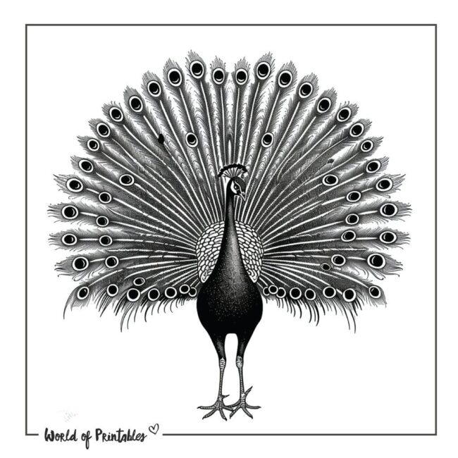 Peacock Tattoo Design