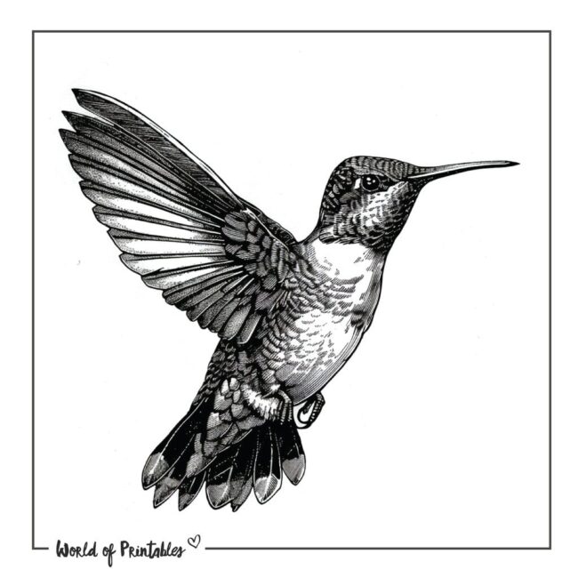 Realistic Colibri Bird Tattoo Designs