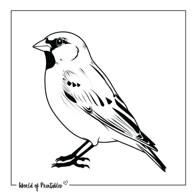 Simple Sparrow Bird Tattoo Designs