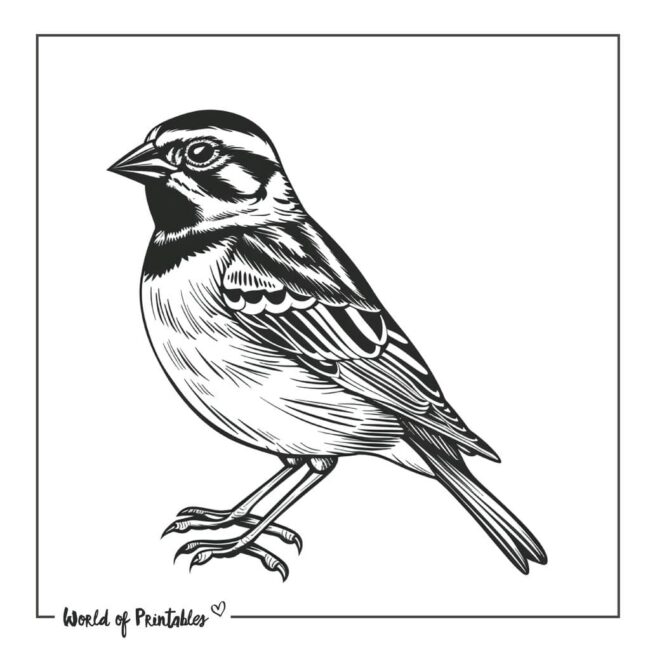 Sparrow Bird Tattoo Designs-14