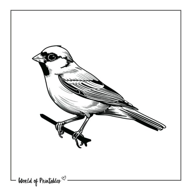 Sparrow Bird Tattoo Designs-15