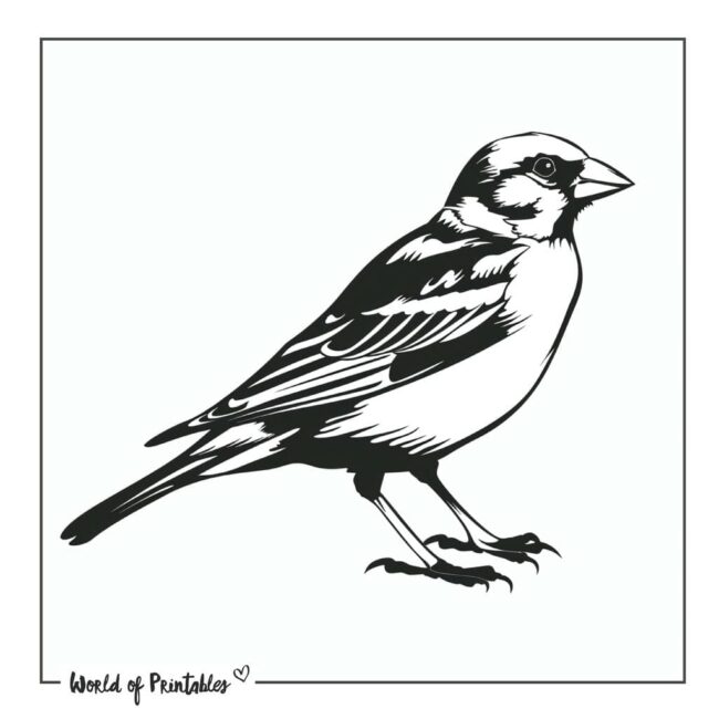 Sparrow Bird Tattoo Designs-18