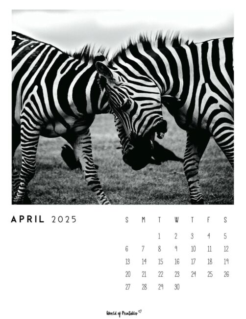 Black and White April Calendar With Zebras Photograph